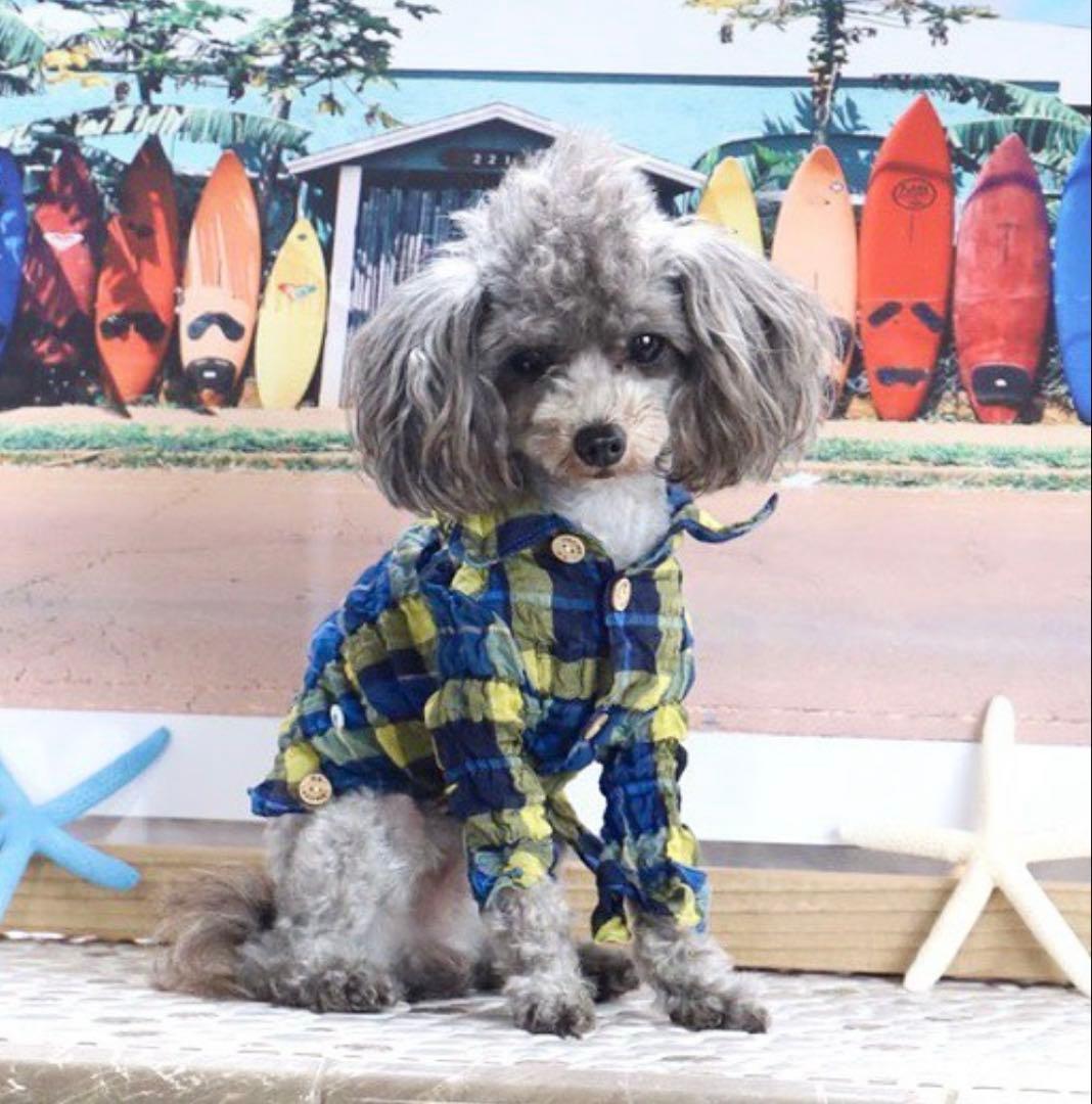 アトリエgg ブルーアイランド　シャツ　サイズ2 AtelierGG