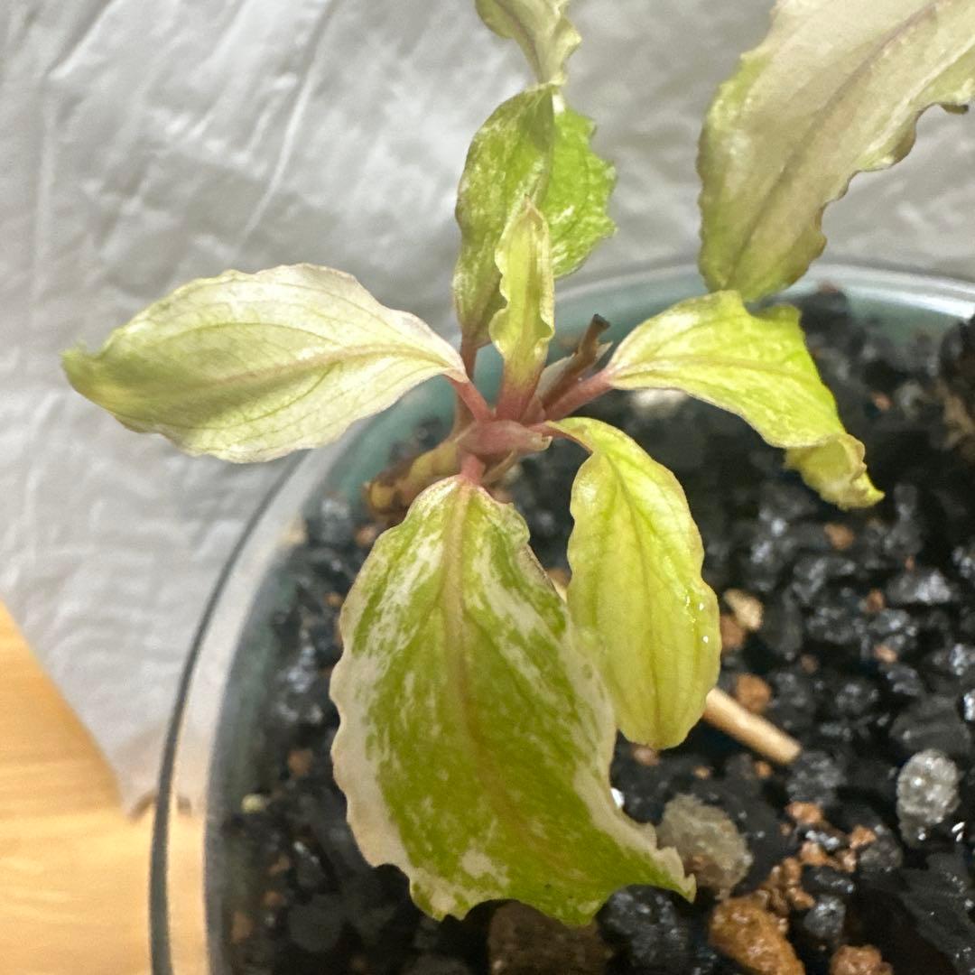 Bucephalandra sp. ピンクバリエガータ