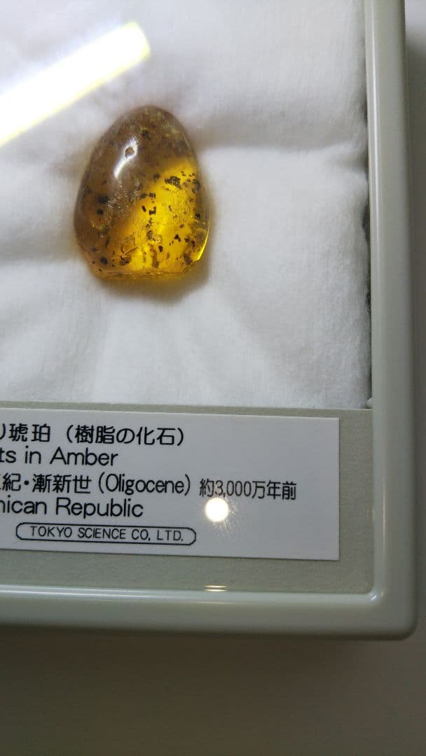 早い者勝ち 標本 虫入り琥珀 樹脂 古第三紀 斬新世 約3000年前 化石