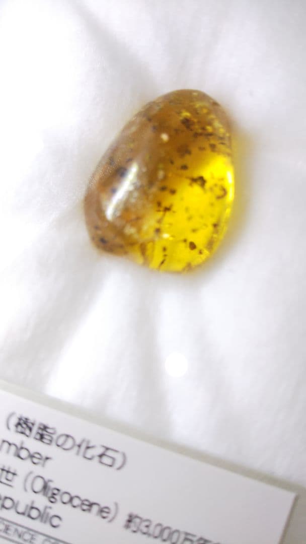 早い者勝ち 標本 虫入り琥珀 樹脂 古第三紀 斬新世 約3000年前 化石