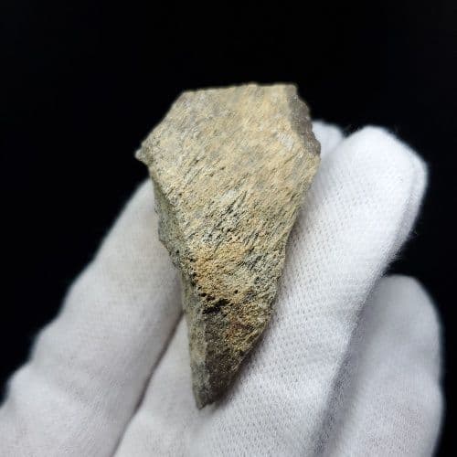 希少 ティラノサウルス 化石 骨 本物 アメリカ産 46.79mm tb105