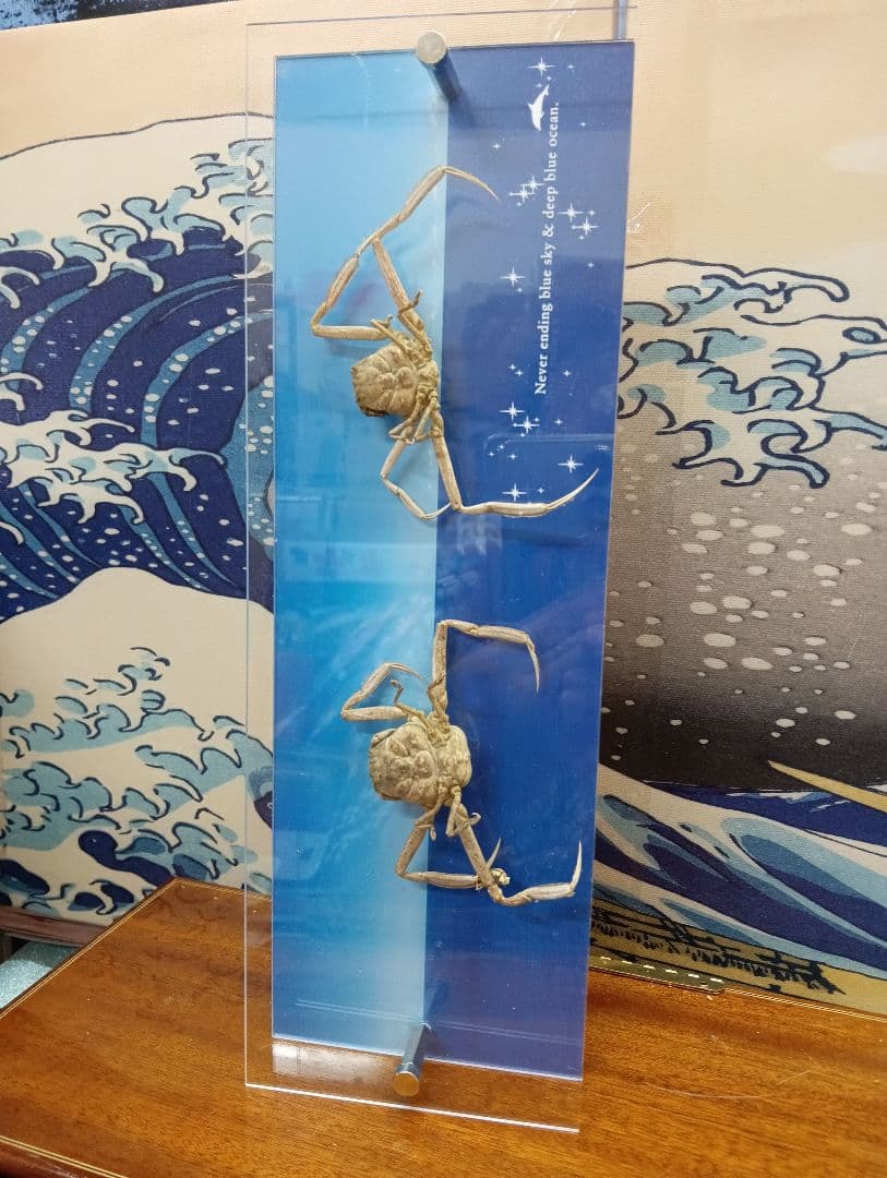 平家怨霊サムライ人面蟹稀少レアリアル立体リアル標本横幅３０Ｘ縦１０センチ置物