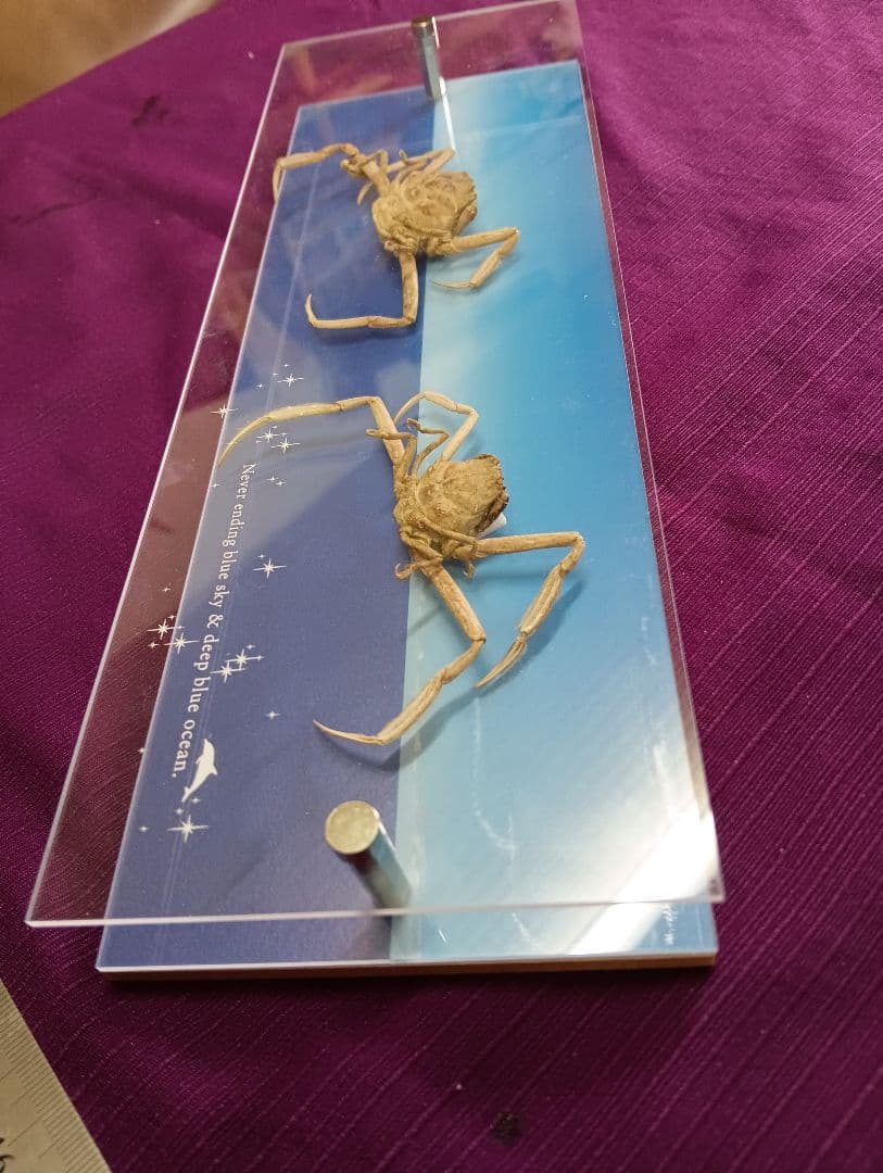 平家怨霊サムライ人面蟹稀少レアリアル立体リアル標本横幅３０Ｘ縦１０センチ置物