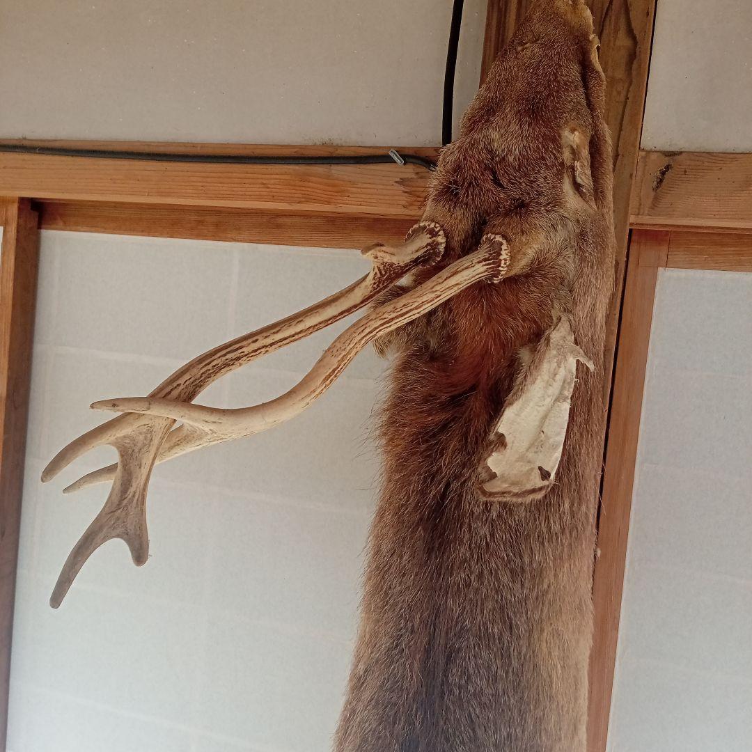 鹿の毛皮 壁掛け装飾