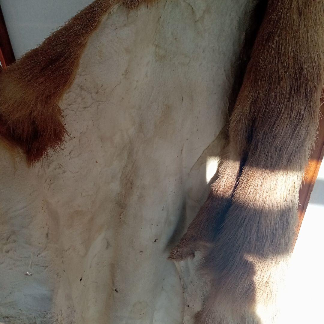 鹿の毛皮 壁掛け装飾