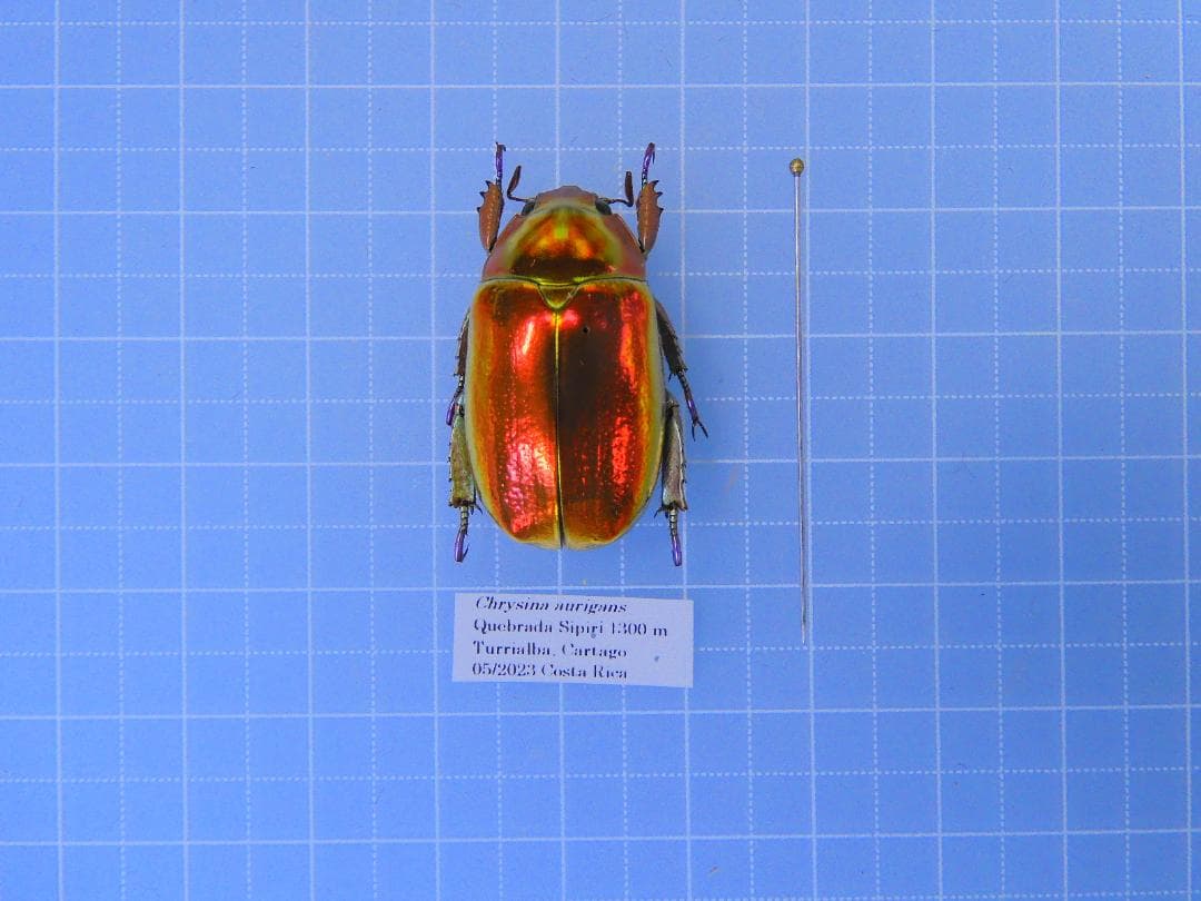 早いもの勝ち　お買い得　アウリガヌスキンイロコガネ　28mm