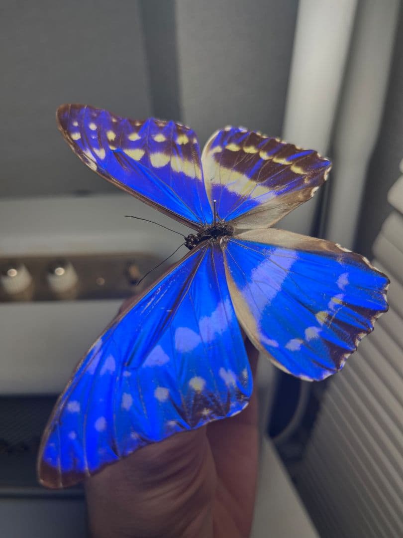 キプリスモルフォ レテノールモルフォ蝶 蛾ピカソモスモルフォチョウMorpho