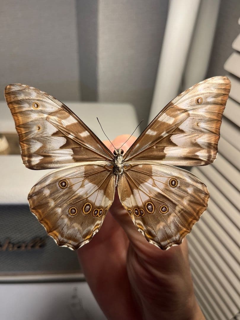 キプリスモルフォ レテノールモルフォ蝶 蛾ピカソモスモルフォチョウMorpho