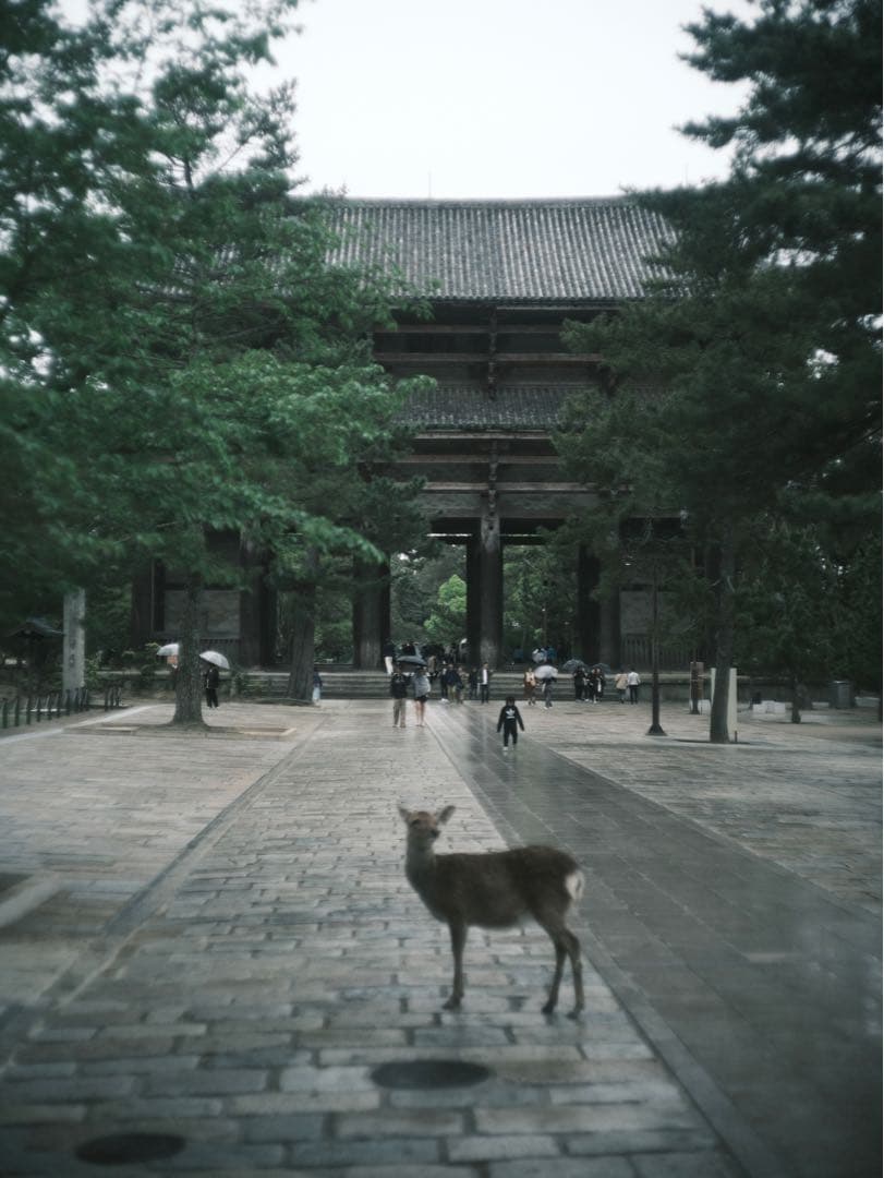 レンズ(単焦点) Leitz summicron50mm2.0 1st Thorium