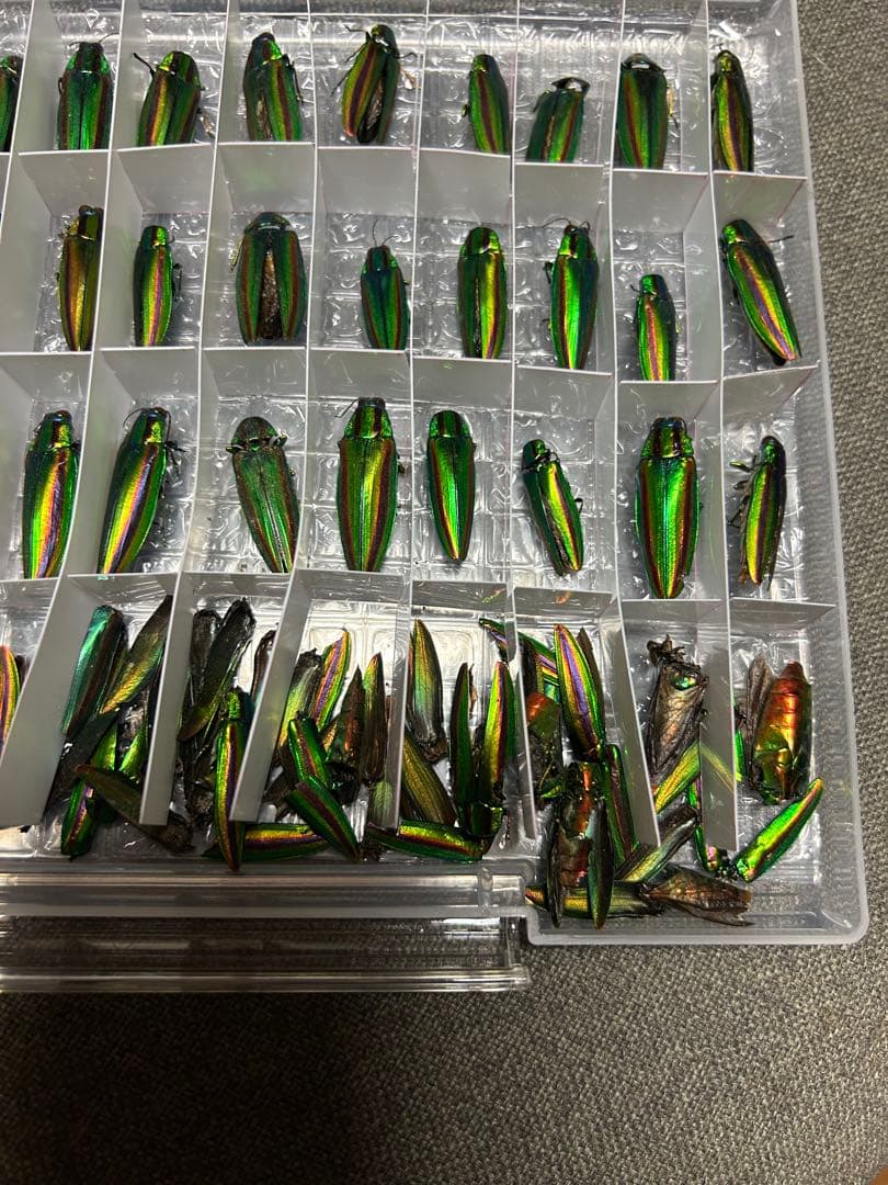 昆虫標本 緑色と金色の光沢 収納ケース付き