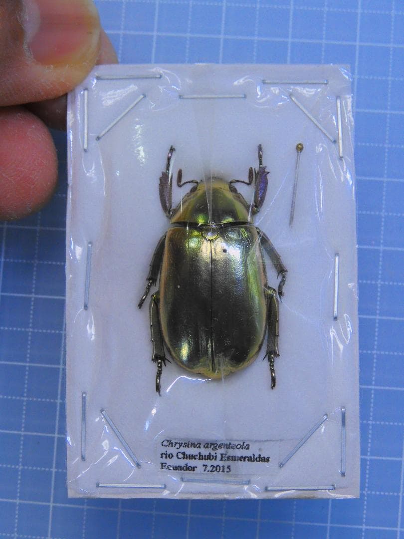 エクアドル産　アルゼンチナキンイロコガネ　27mm