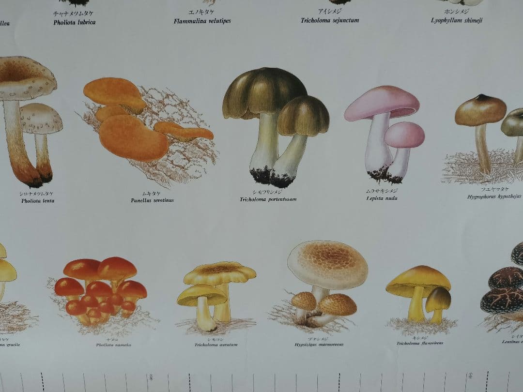 BE-PAL ビーパル カレンダー 新品未使用 1991年植物編 ヴィンテージ