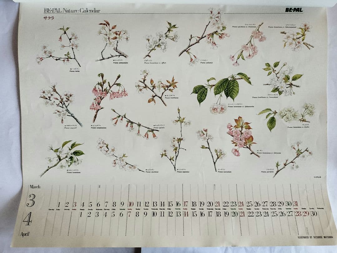 BE-PAL ビーパル カレンダー 新品未使用 1991年植物編 ヴィンテージ