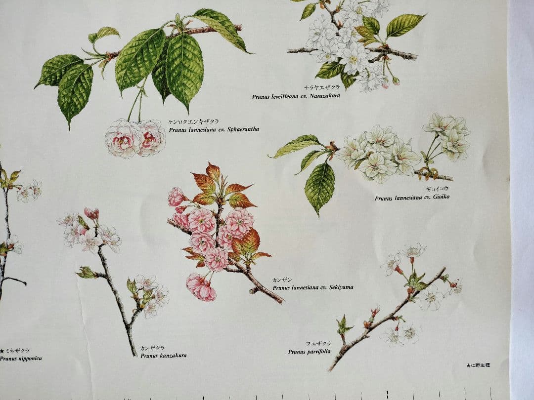 BE-PAL ビーパル カレンダー 新品未使用 1991年植物編 ヴィンテージ