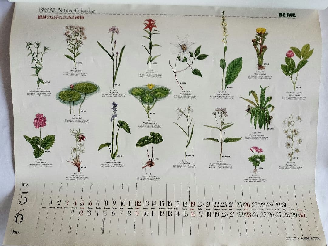 BE-PAL ビーパル カレンダー 新品未使用 1991年植物編 ヴィンテージ