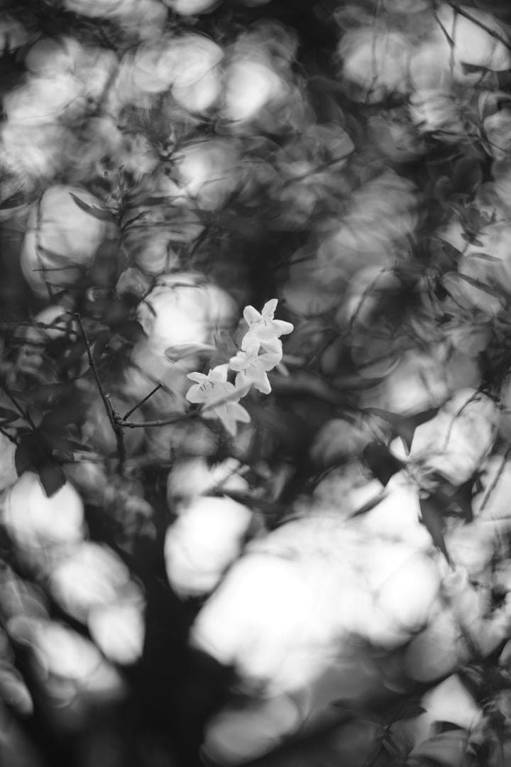 Helios44-2 58mm f2 M42 Zeissの銘玉Biotarコピー