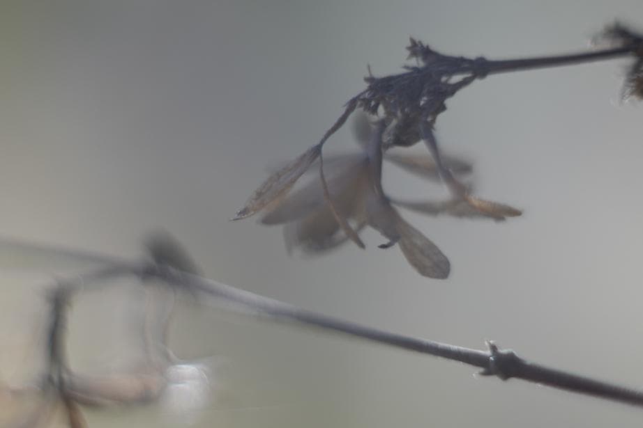 Helios44-2 58mm f2 M42 Zeissの銘玉Biotarコピー