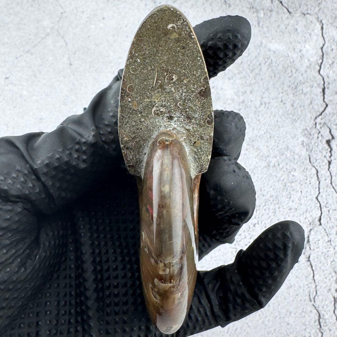 G-80天然アンモナイト原石　ファイアアンモナイト化石 天然石　コレクション標本