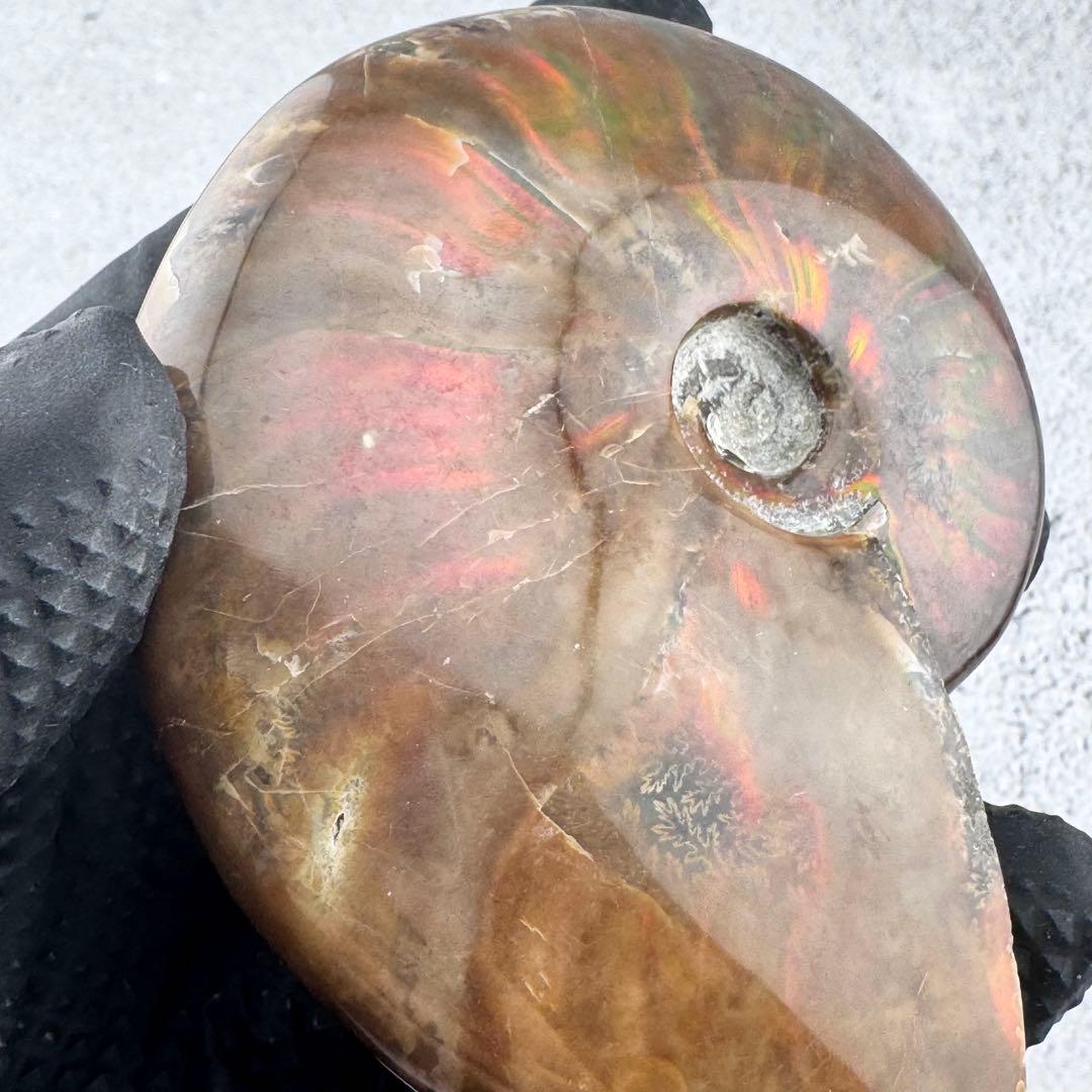 G-80天然アンモナイト原石　ファイアアンモナイト化石 天然石　コレクション標本