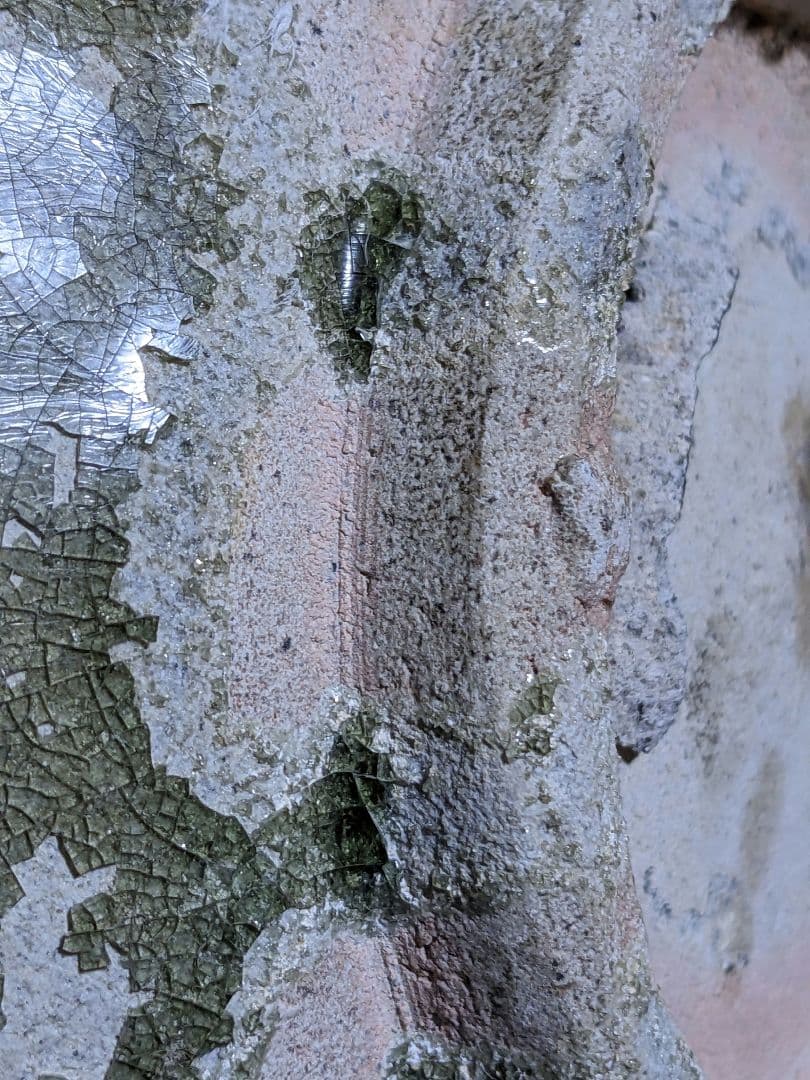 ♦中国 古玩 古美術 古陶磁 青磁 双耳瓶 小壺 類品宋時代 出土発掘品骨董品