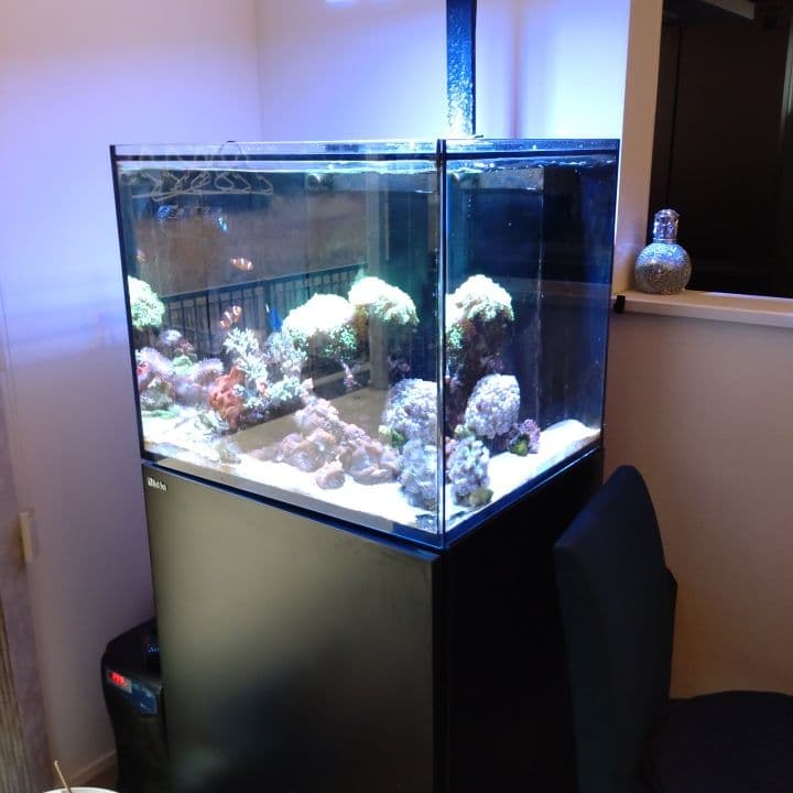 オーバーフロー水槽 中型 サンゴ 魚