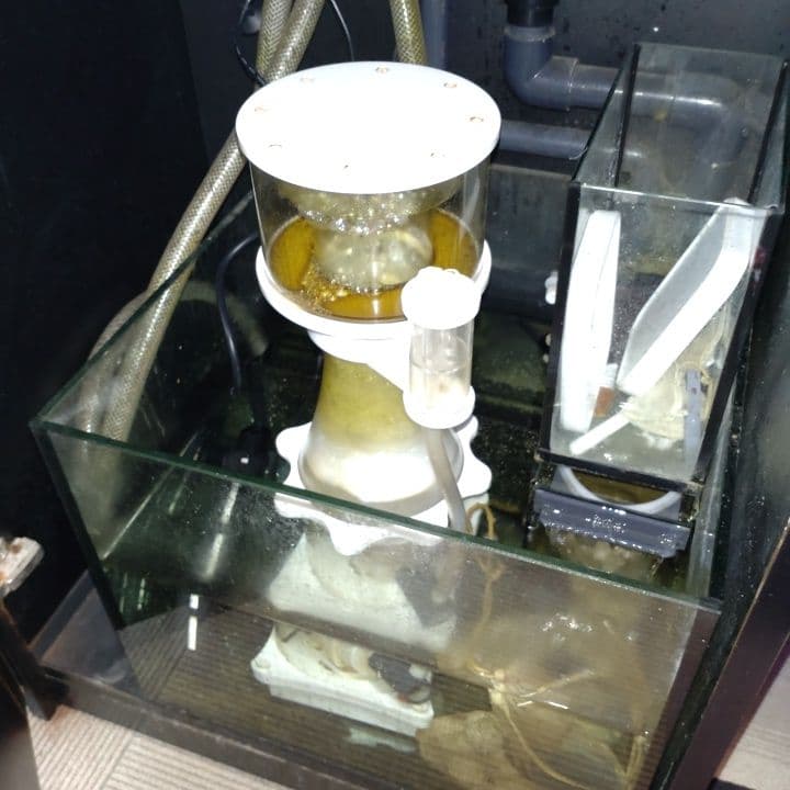 オーバーフロー水槽 中型 サンゴ 魚