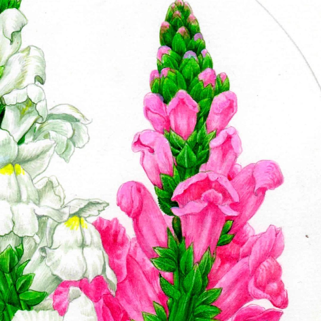 【絵画】ボタニカルアート　「キンギョソウ」原画