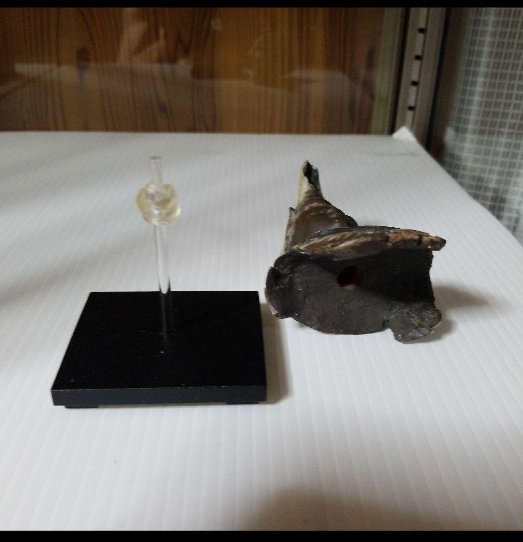 イスム イSム 仏像　レア　TanaCOCORO[掌] 五部浄