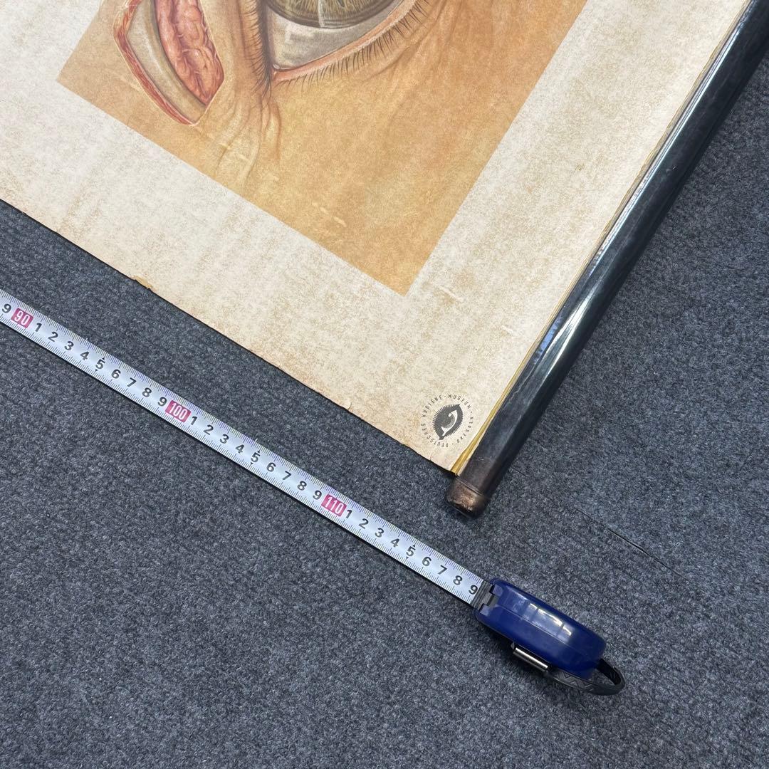 眼球解剖図 掛軸 昭和レトロ￼