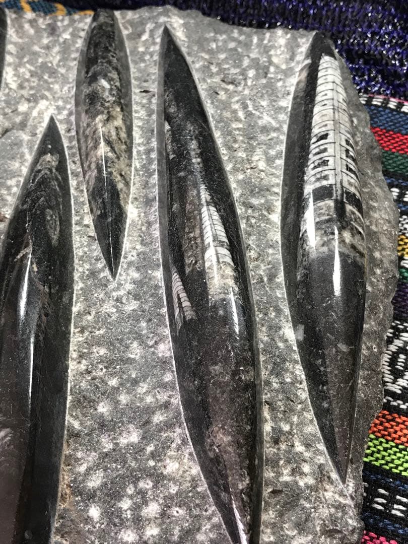 ◉モロッコ産【オルソセラス群/直角貝群】古生代デボン紀/化石[001