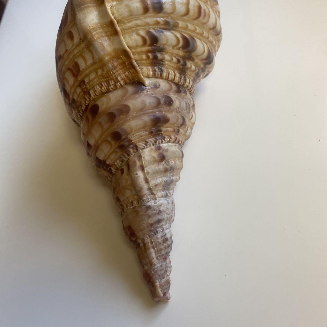 ホラ貝　法螺貝　天然　28cm