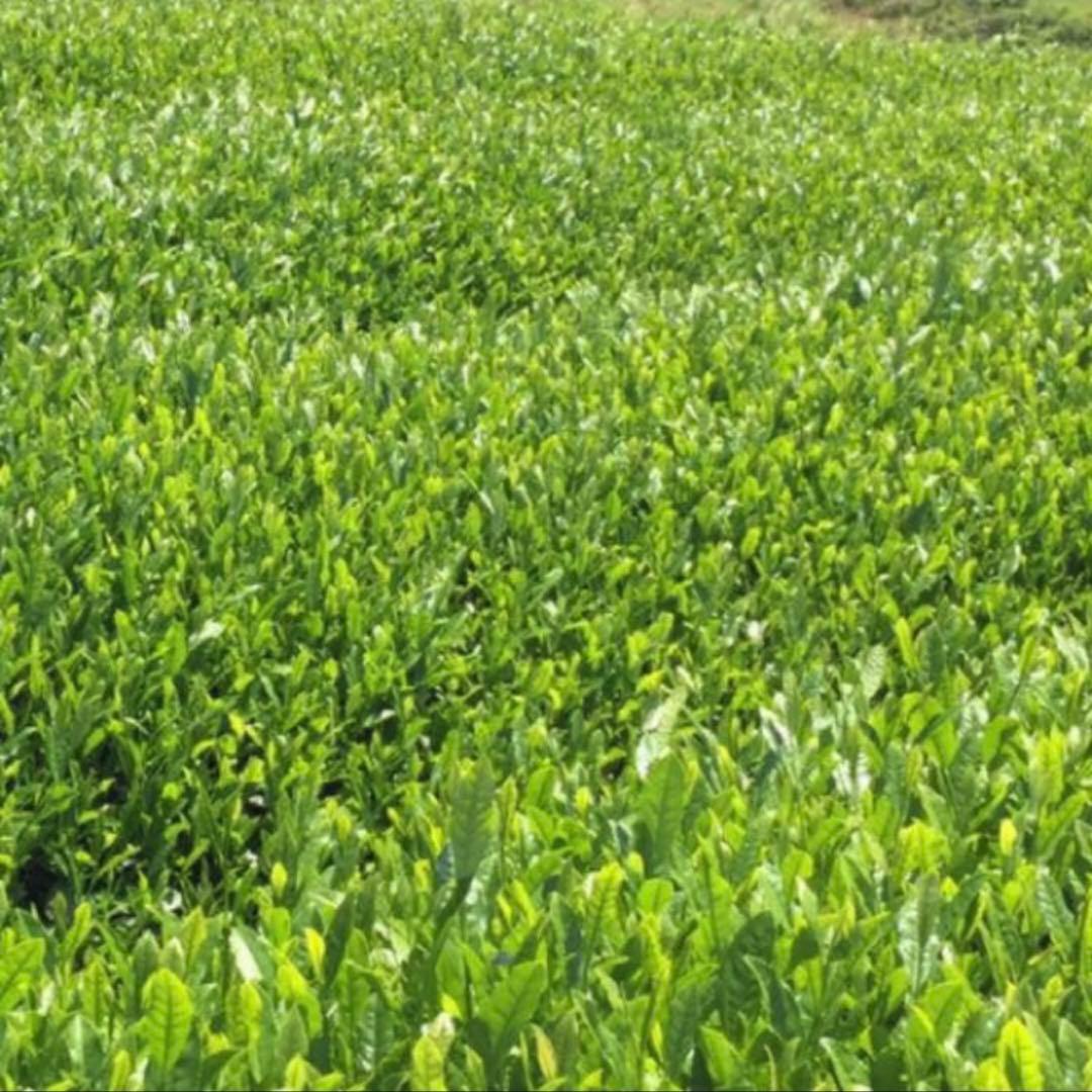 八女茶，緑茶(特上煎茶)20袋　nume★です。