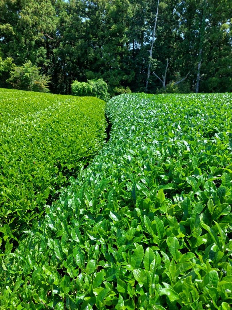 2025年 静岡県産 新茶 100g×30袋
