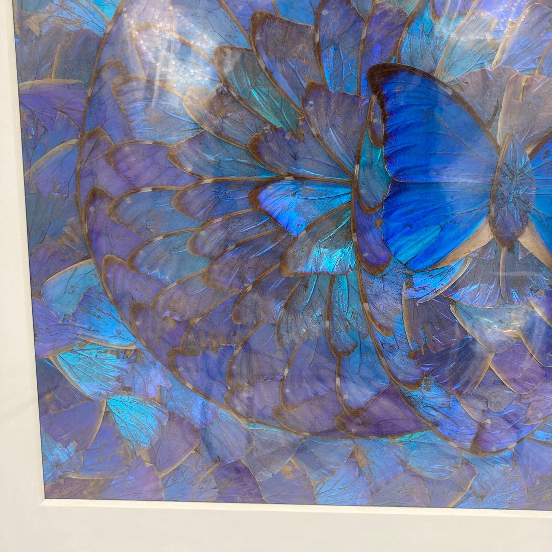 【レア】　モルフォ蝶　アート　標本　芸術　コレクション　海外　昆虫 13上
