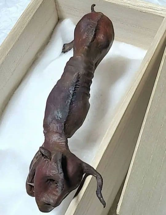 一点物「妖獣鬼鹿」のミイラ標本