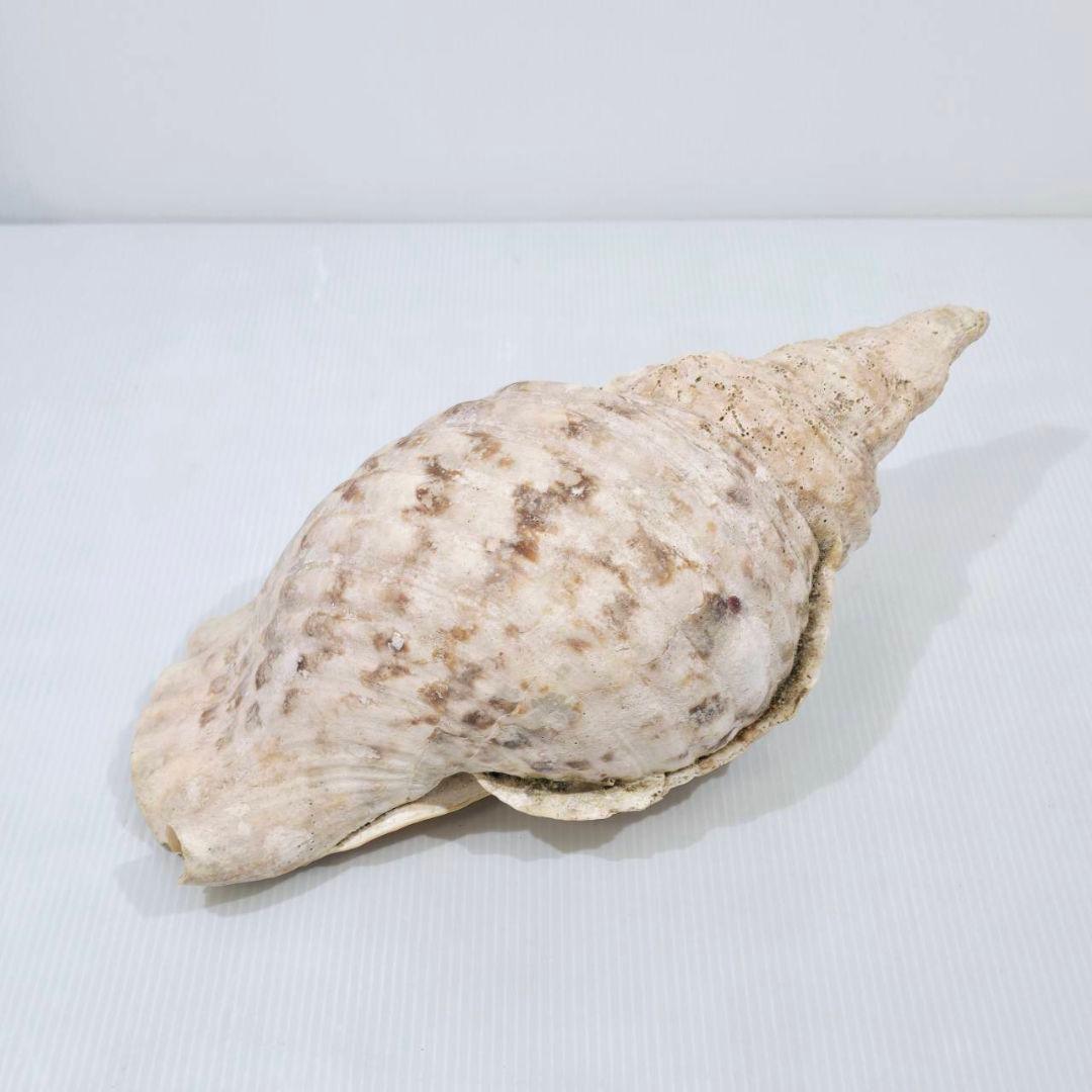 法螺貝 魔除け ほら貝 ホラ貝 30cm オブジェ