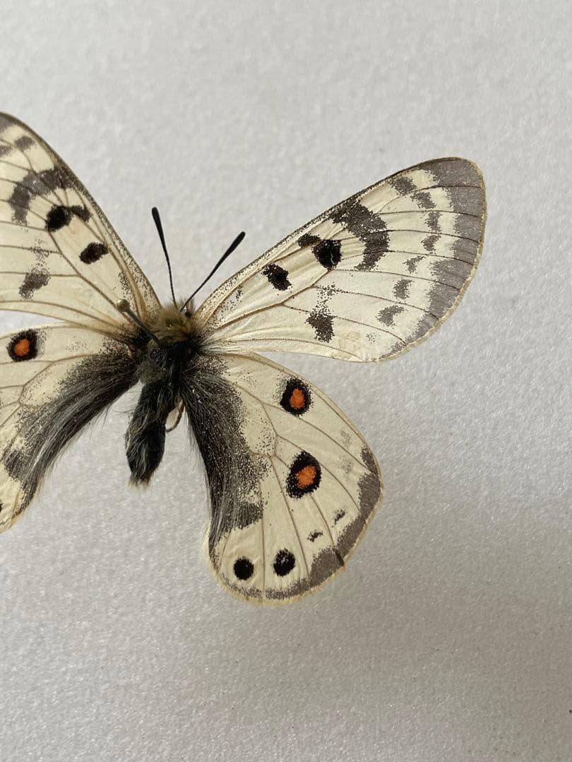 【黒化型】パルナシウス・デルフィウス（1ペア、ロシア産）