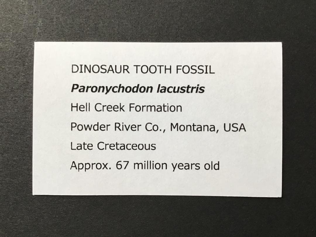恐竜の歯 [DS398] パロニコドン 化石 希少 レア