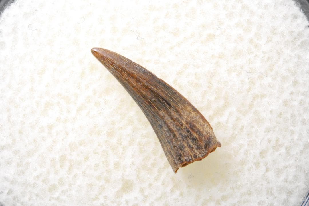 恐竜の歯 [DS398] パロニコドン 化石 希少 レア
