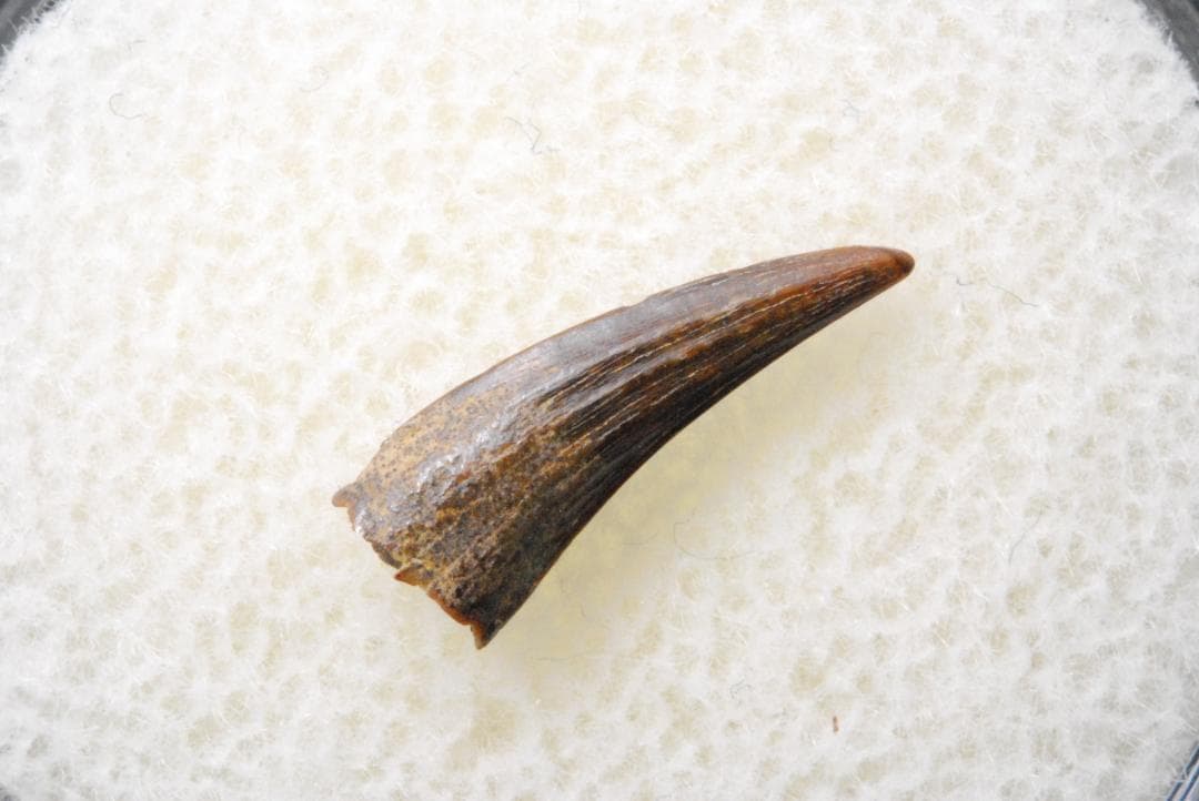 恐竜の歯 [DS398] パロニコドン 化石 希少 レア