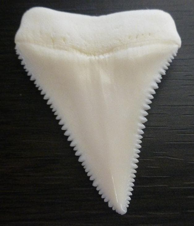 ホホジロザメ（Carcharodon carcharias）の歯 44.3ｍｍ