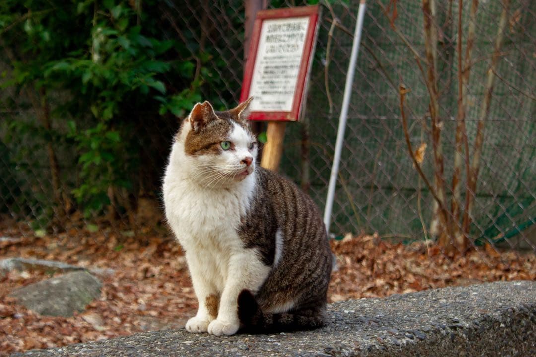Canon EOSKissX4 18-55mm一眼レフ露出計 レンズフィルター付