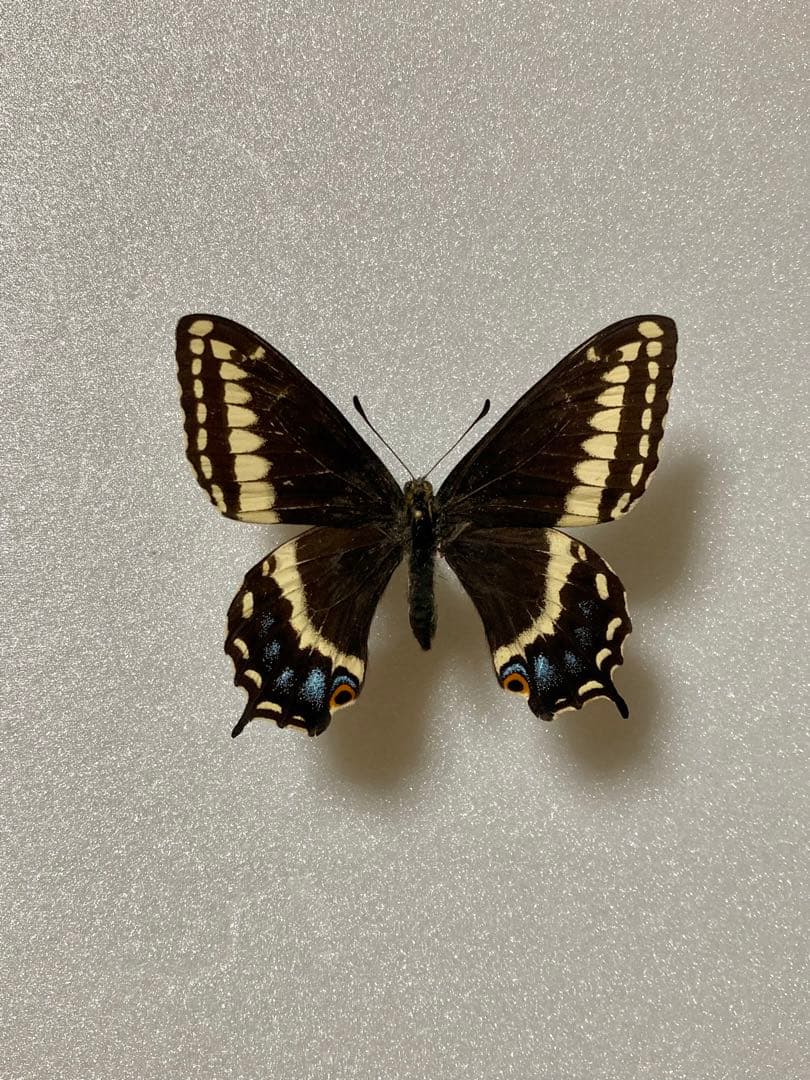 【2頭ペア】パピリオ・インドラ（ネバダ州/アメリカ）