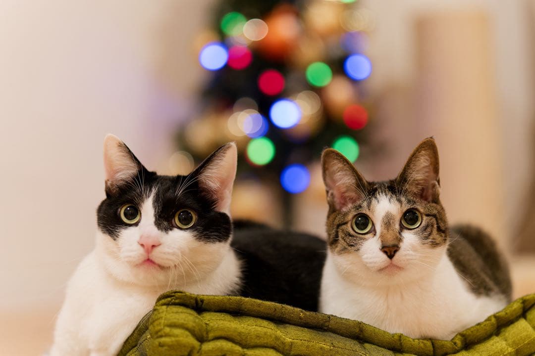 SONY FE 50mm F1.4 GM 型式 SEL50F14GM