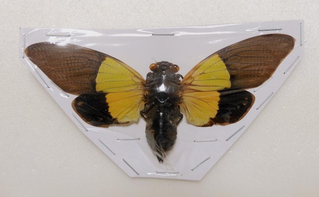 セミ8点セット2