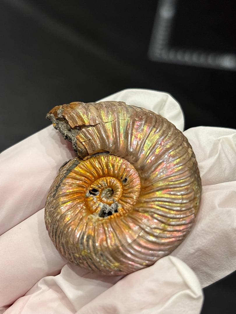 化石　クエンステッドセラス　アンモナイト