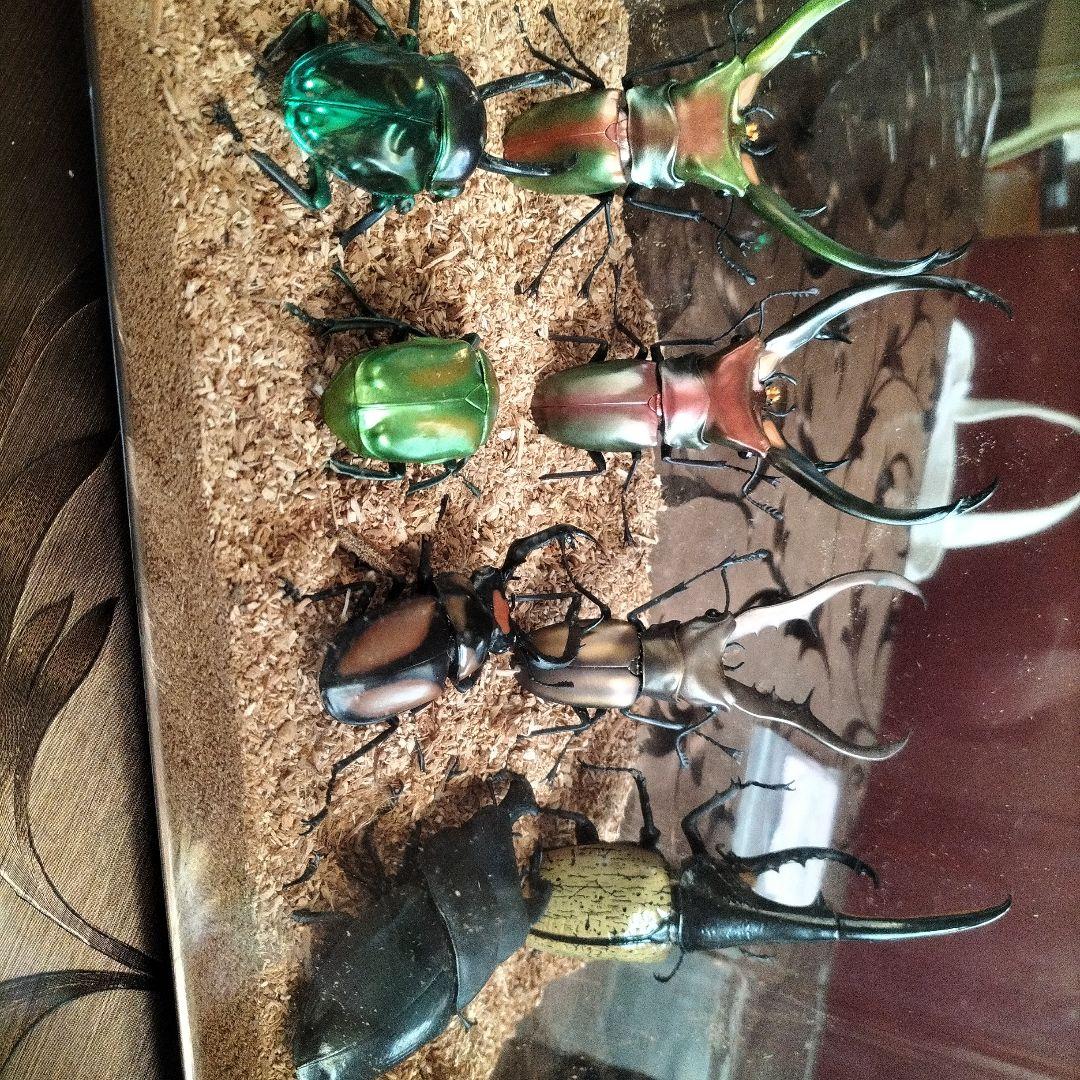 昆虫大図鑑、エラフスホソアカクワガタ、ギラファ等、ヘラクレスオオカブト