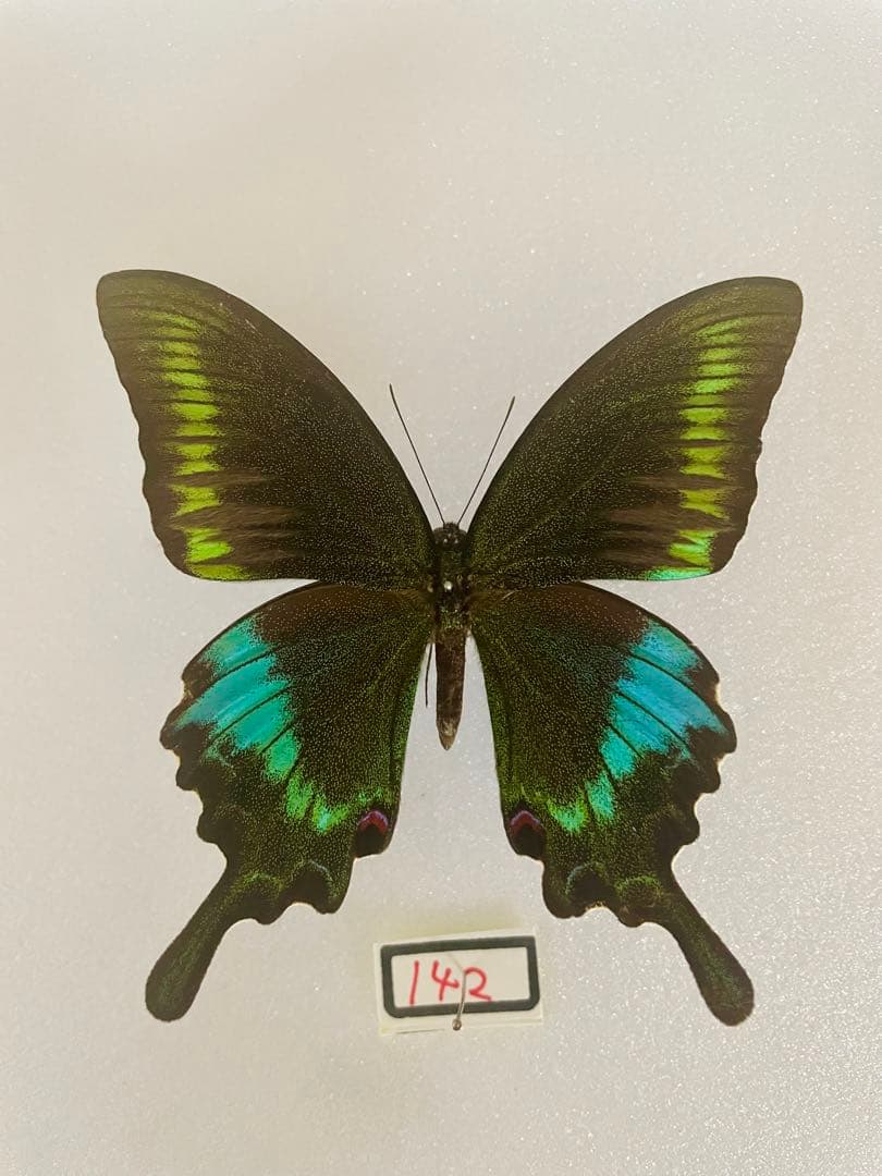 【蝶標本】ポリクトール（1オス・インド北部産）