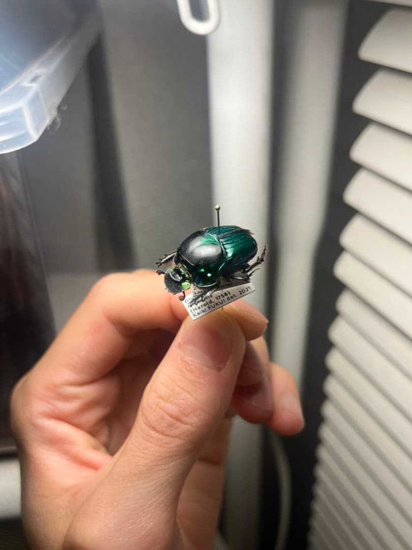 【極美展足】Diabroctis mirabilisダイコクコガネ 24mm♀