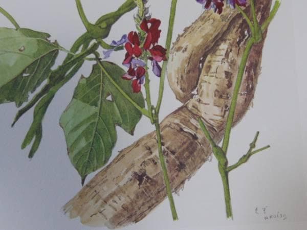 小磯良平、くず、高級薬用植物画、版上サイン入り、新品額付